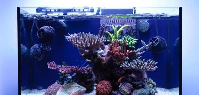 新手玩海缸教程,初学者玩海缸视频