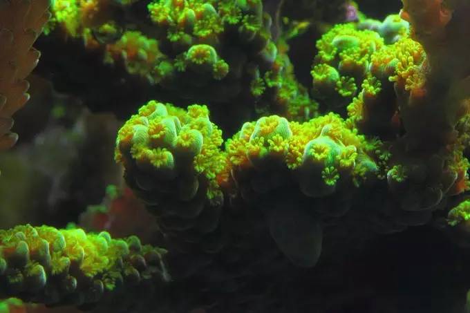 大型海缸欣赏,海缸有什么可玩的