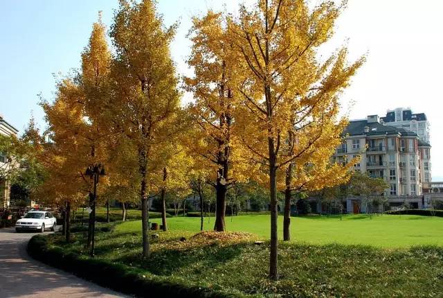 杭州西湖桂花城,杭州桂花城