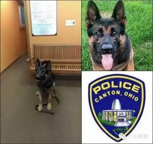 这是我的零用钱,请拿去给狗狗买防弹衣