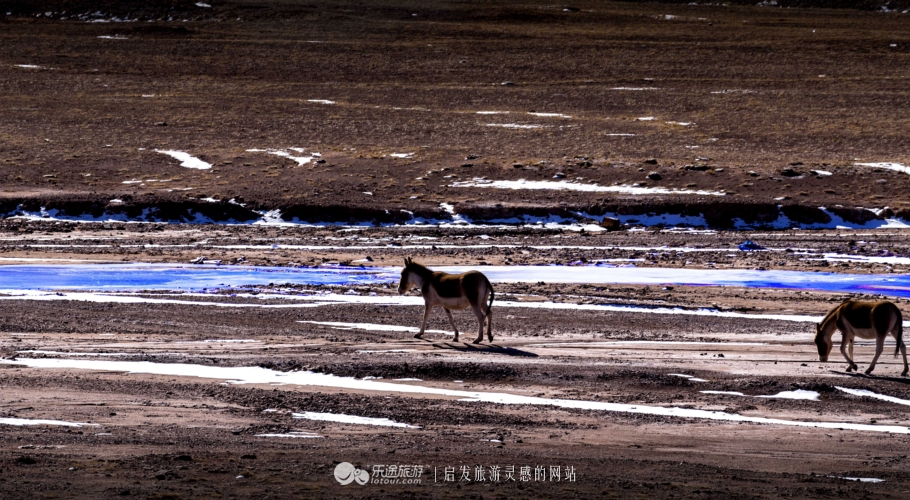 逃离无人区,逃离青海