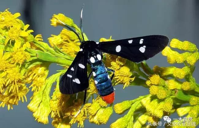 秋天昆虫图谱大全,室内常见昆虫图谱