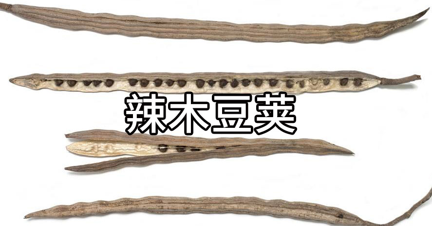 你很可能吃了一个“假”的辣木籽!