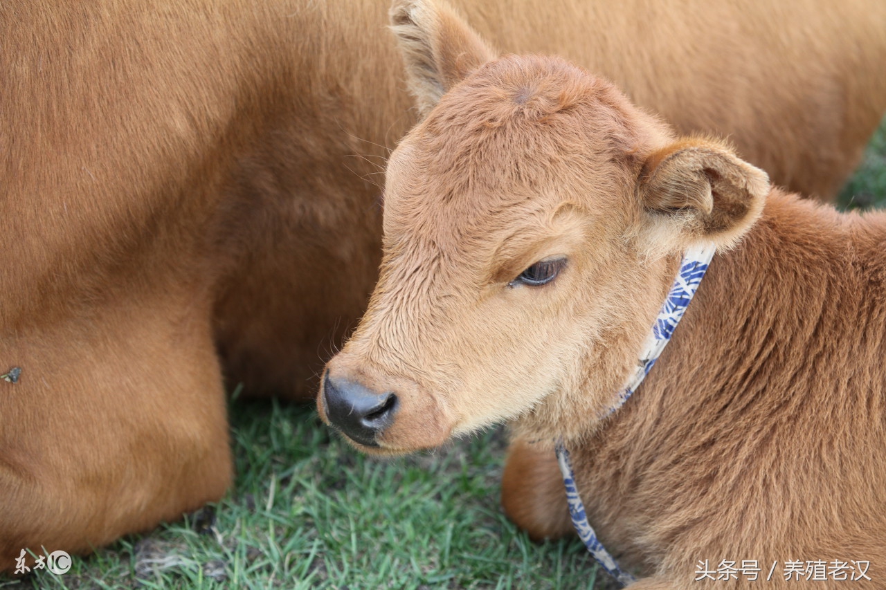 养牛总是落犊怎么回事,养牛一年不得病的秘诀