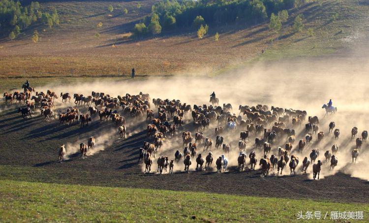 坝上草原奔马图片,坝上奔马摄影