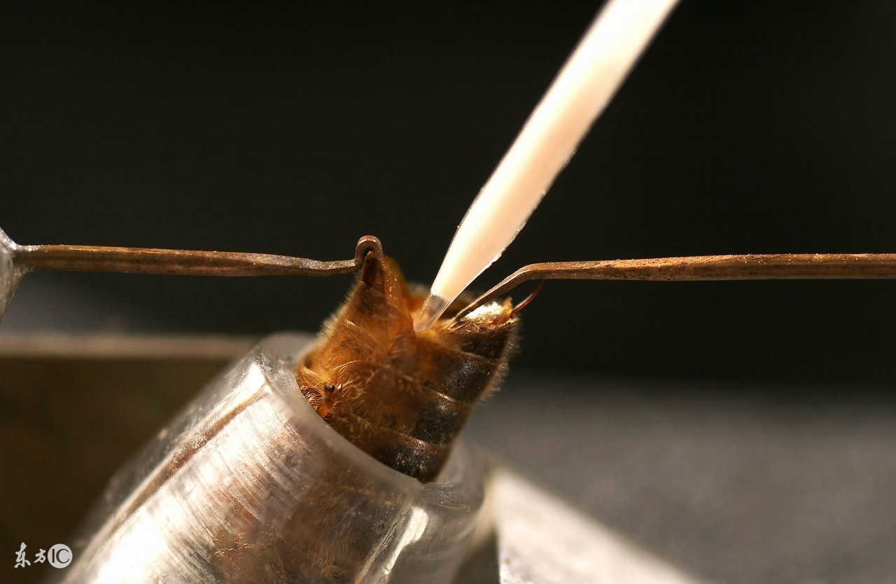 蜜蜂人工体内授精全过程,蜜蜂人工授精最新技术