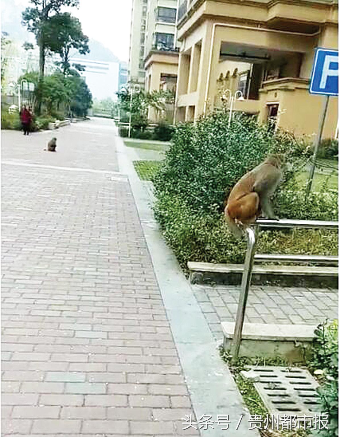 临山的天誉城，最近常有“大圣”夫妻驾到，居民请闪开