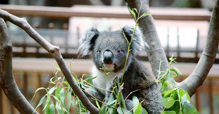 游玩香港海洋公园视频,玩转香港攻略5天4晚