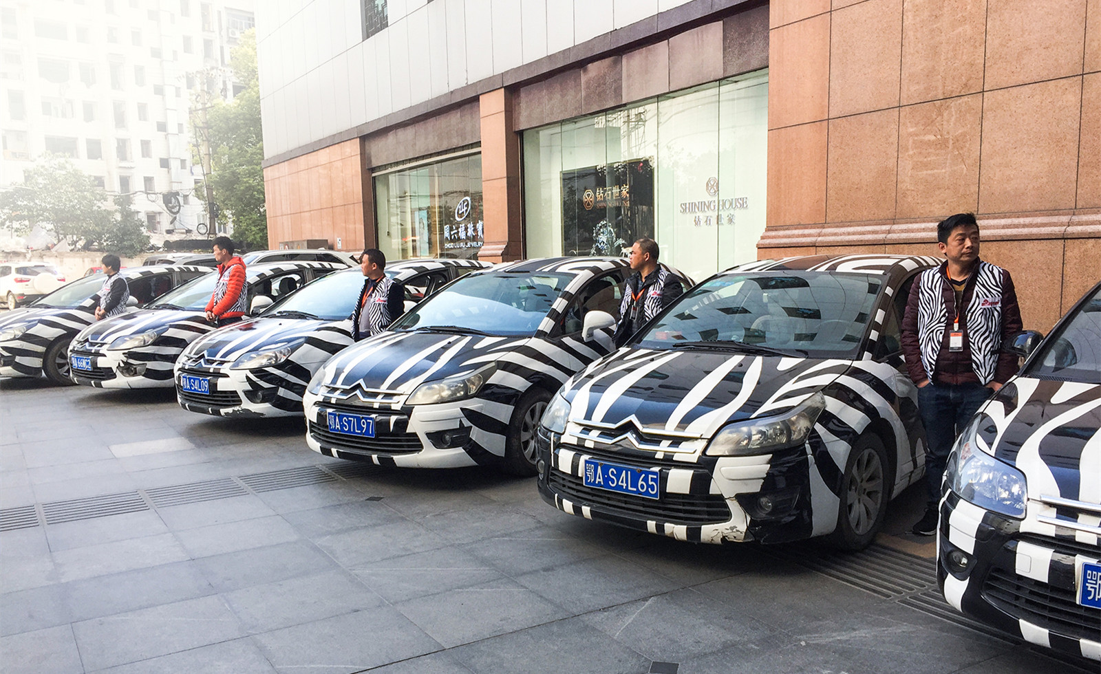 斑马闯入城镇,斑马跑起来