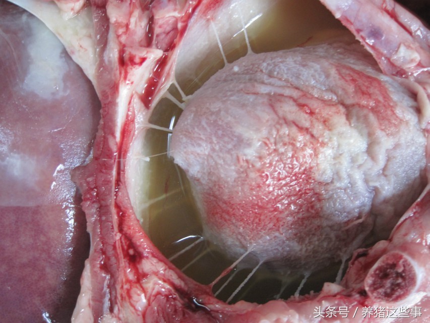 副猪嗜血杆菌病的主要临床表现为,副猪嗜血杆菌病症状和治疗方法