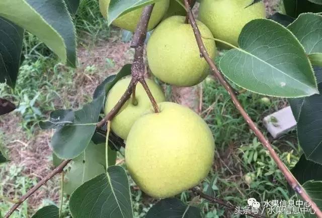 梨子的品种与产地,梨子品种及产地