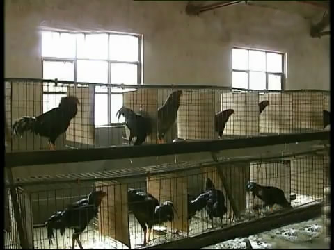 斗鸡苗养殖方法,斗鸡的养殖视频大全