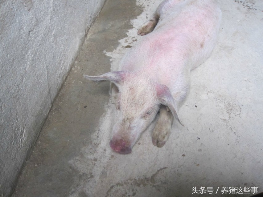 副猪嗜血杆菌病的主要临床表现为,副猪嗜血杆菌病症状和治疗方法