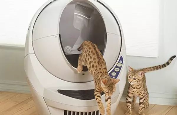 养猫如何不铲屎,什么猫不用铲屎呢