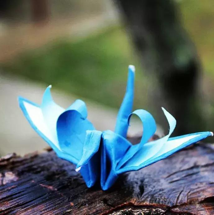 他用3个月时间，折叠了1000只千纸鹤，送给了他最亲爱的姑娘