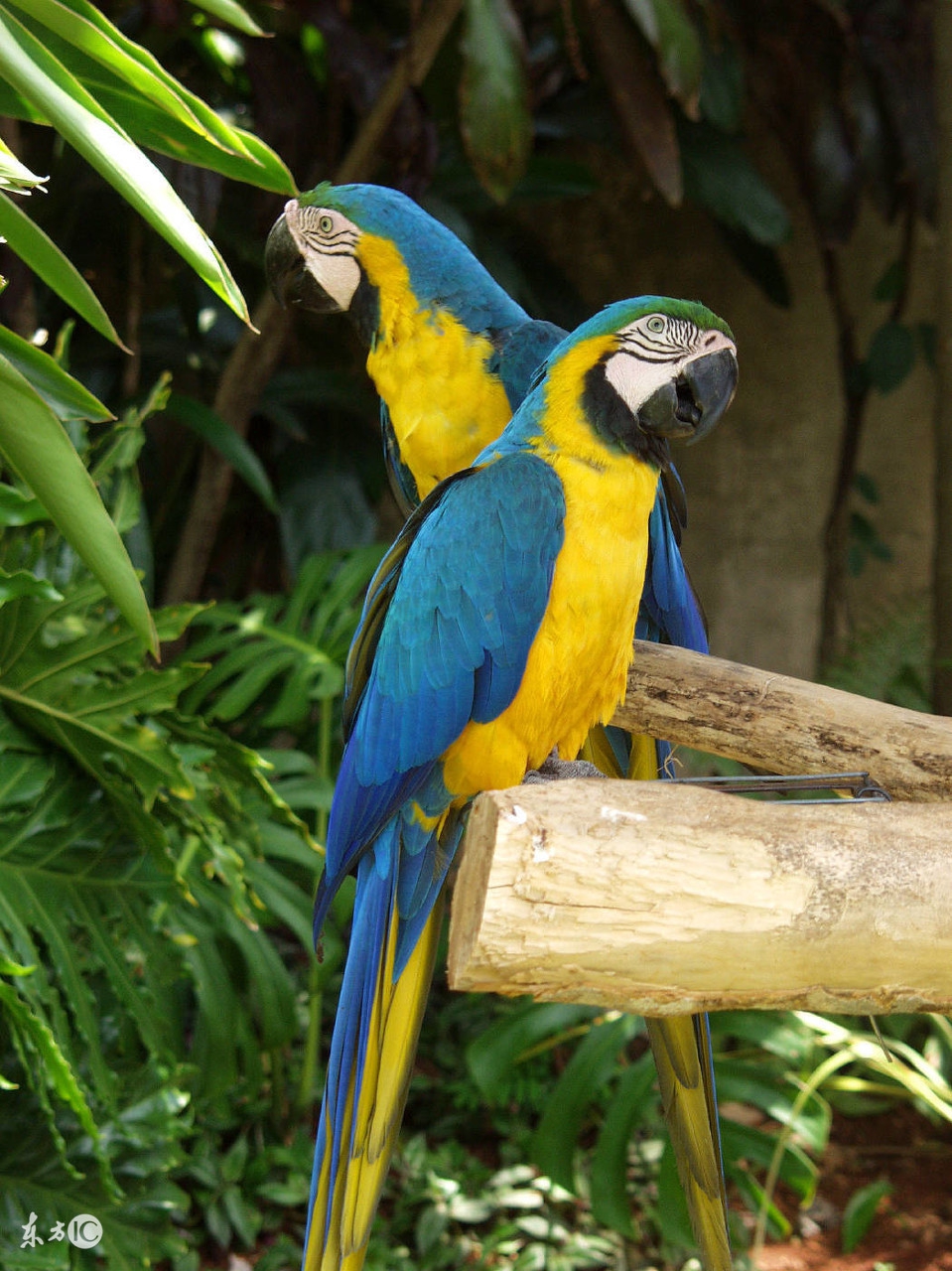 聪明的鹦鹉,聪明的鹦鹉童话故事