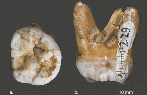 寻找几万年前丹尼索瓦人和尼安德特人之谜
