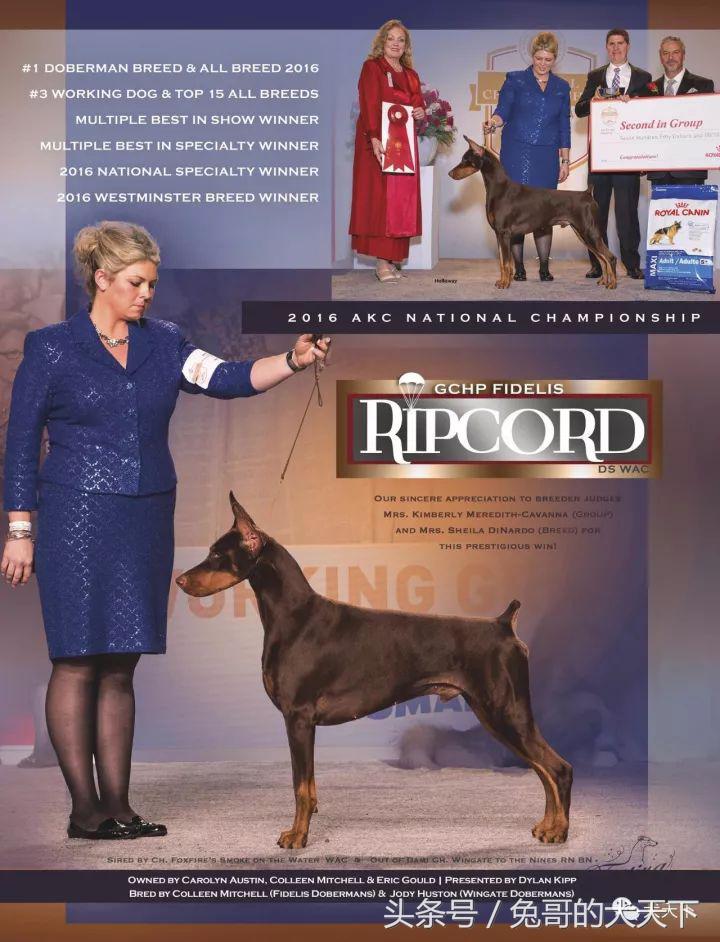 akc最受欢迎犬种排名,akc将犬种分为七个组别分别是