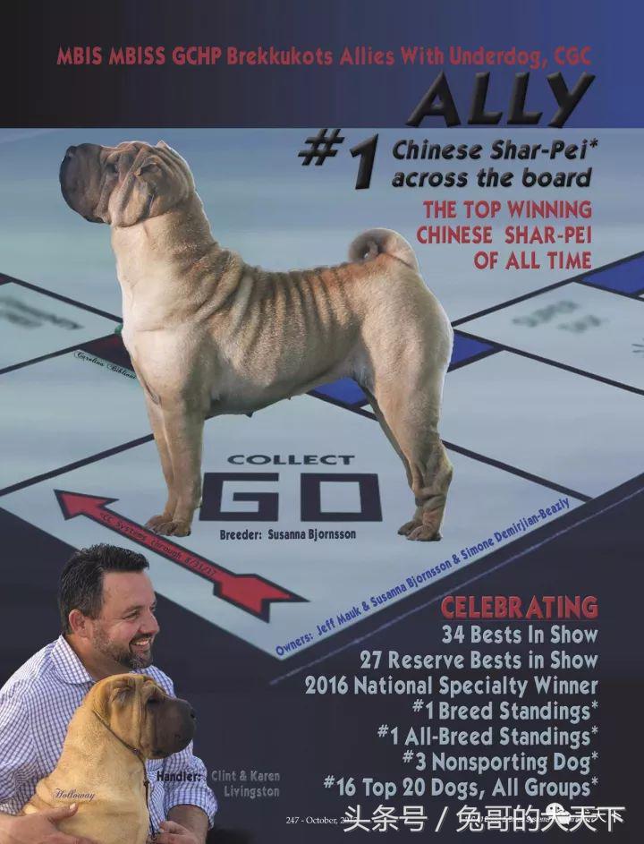 akc最受欢迎犬种排名,akc将犬种分为七个组别分别是