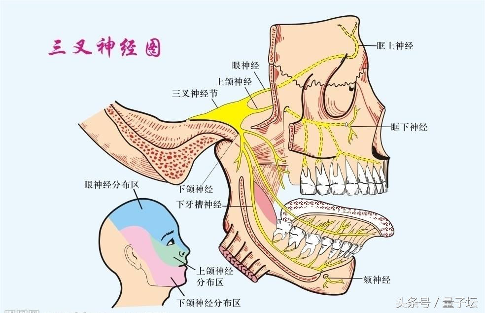 老年人三叉神经痛的最佳解决办法,mvd手术治疗三叉神经痛的标准