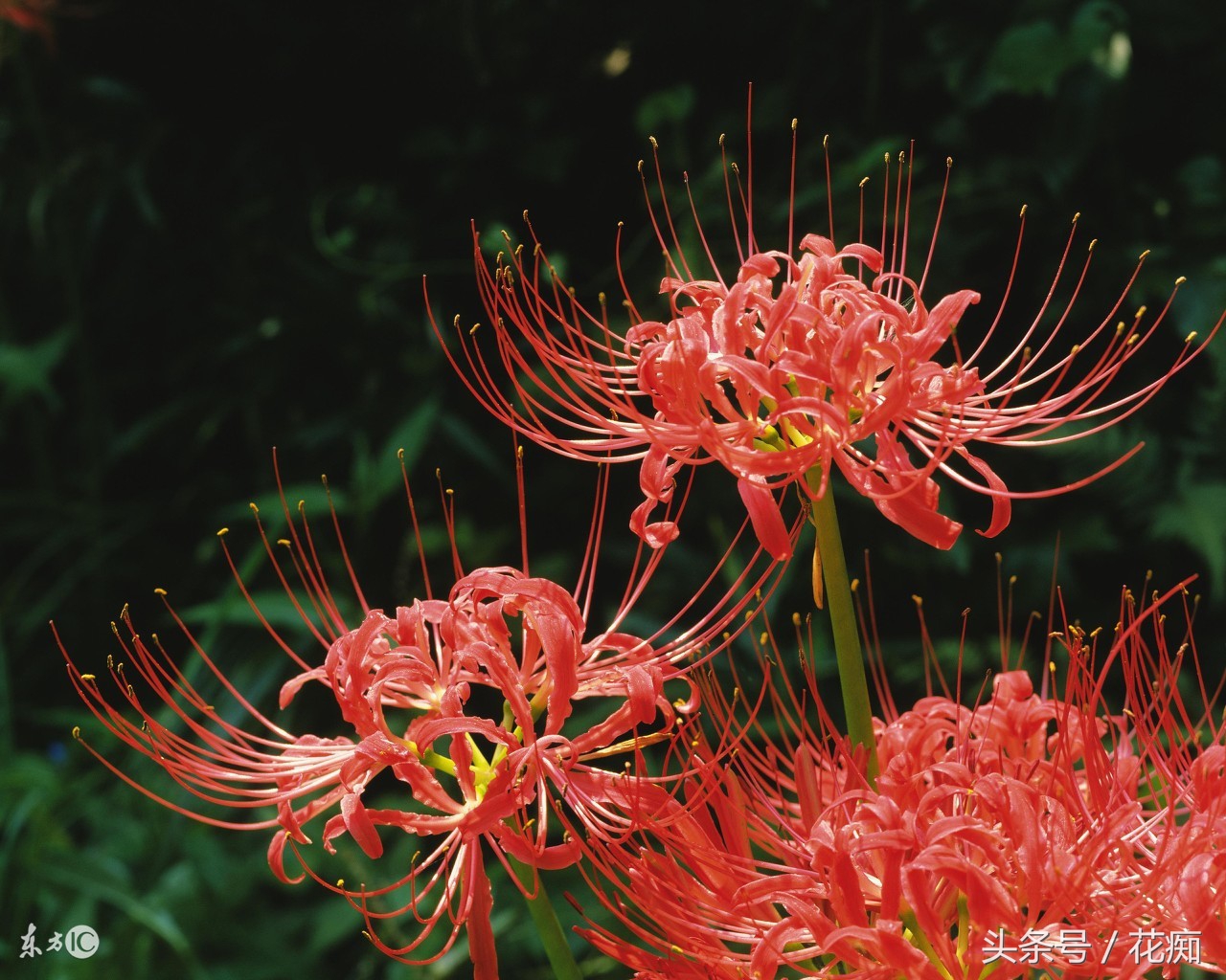 花叶永不相见的是什么花,彼岸花叶子长出来的图片