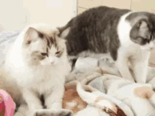 猫为什么喜欢踩奶原因是什么,猫为什么会有踩奶行为