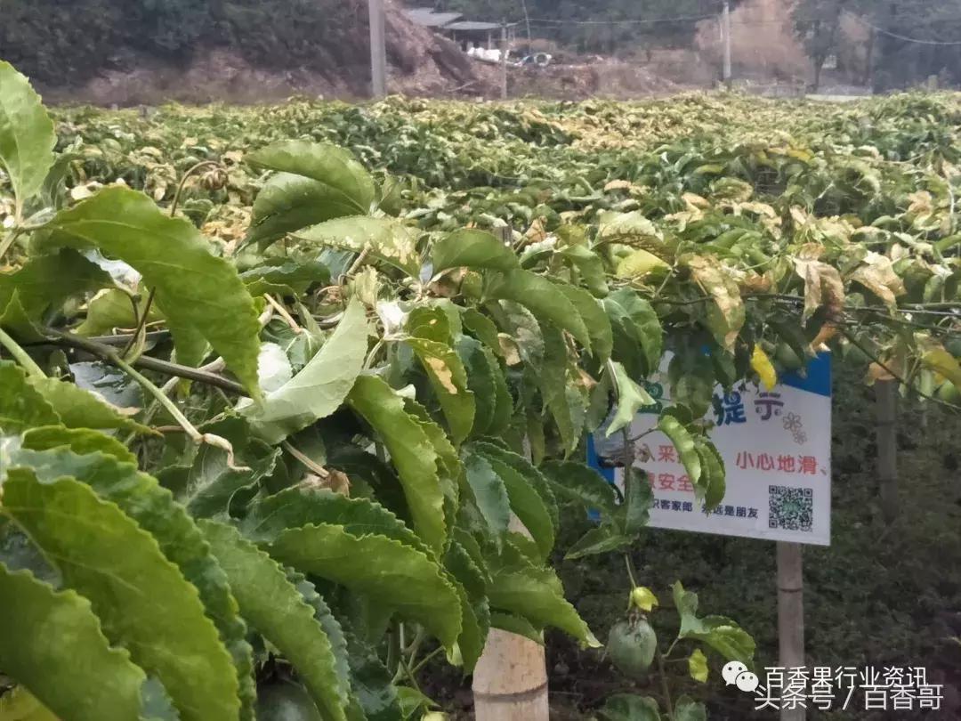 百香果防霜冻最有效的方法,百香果如何对付霜冻天气