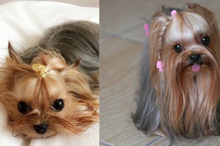 约克夏和马尔济斯哪个好养,养一只约克夏一个月多少钱