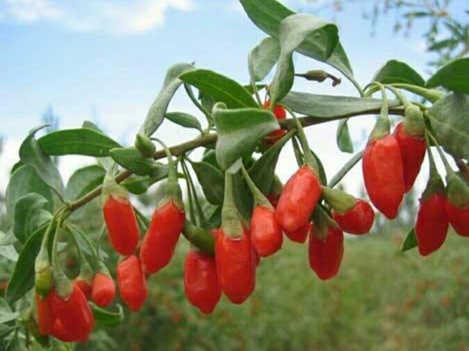 农村地头带刺的植物,农村这种最不起眼的植物