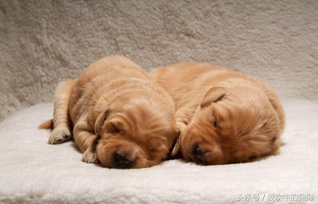 网上买狗受骗经历,大家网上买狗被骗过吗