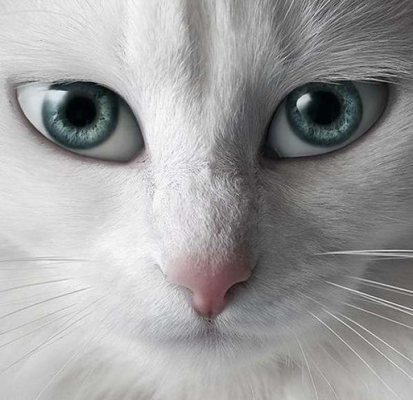 猫咪睁只眼闭只眼是怎么治好,宠物猫猫的眼睛护理及技巧