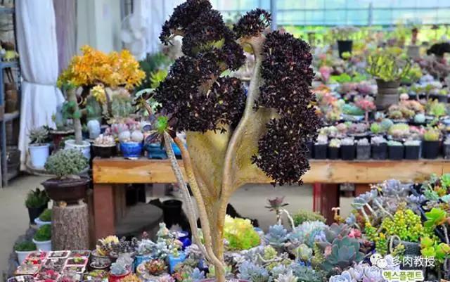 韩国大棚多肉视频,韩国原装进口多肉大棚