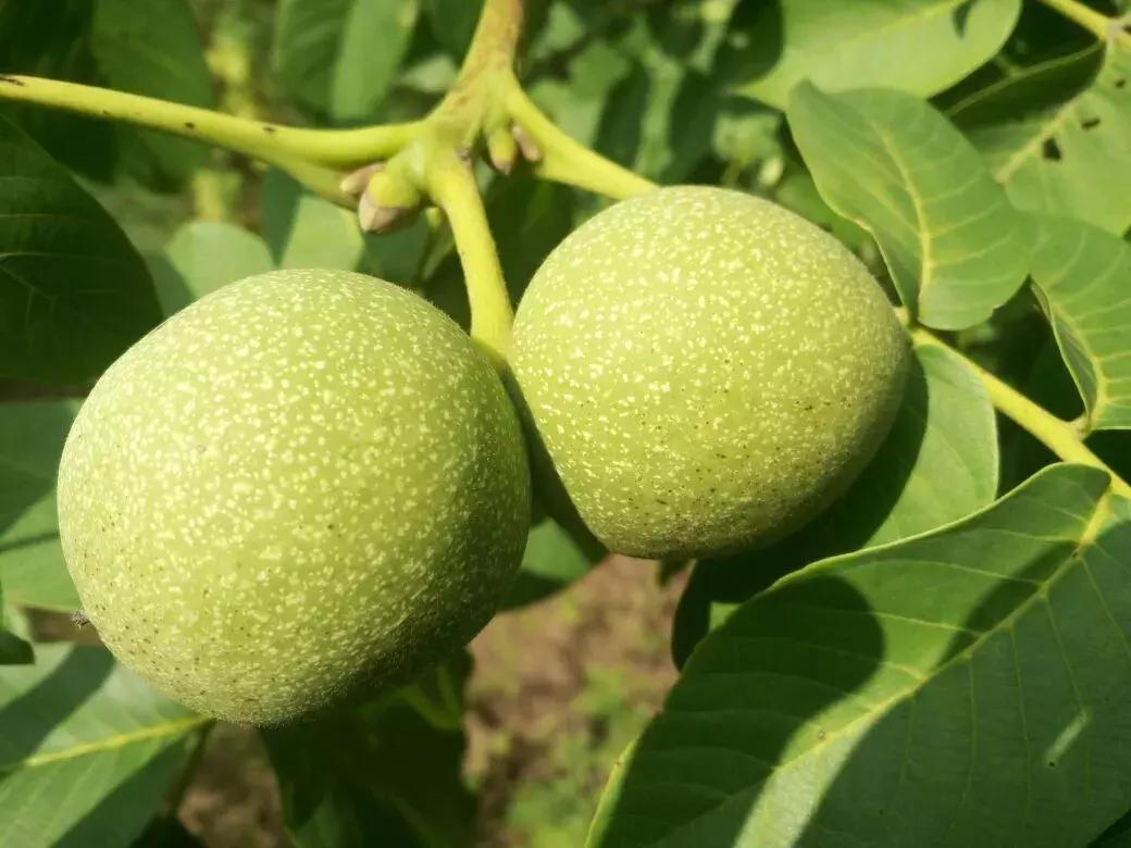 晋中祁县东观乔家堡,山西祁县东观乔家堡