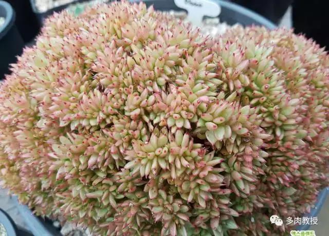 韩国大棚多肉视频,韩国原装进口多肉大棚