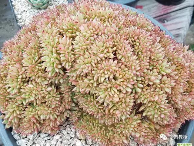 速看!韩国大棚主10大多肉镇店之宝,美呆了!