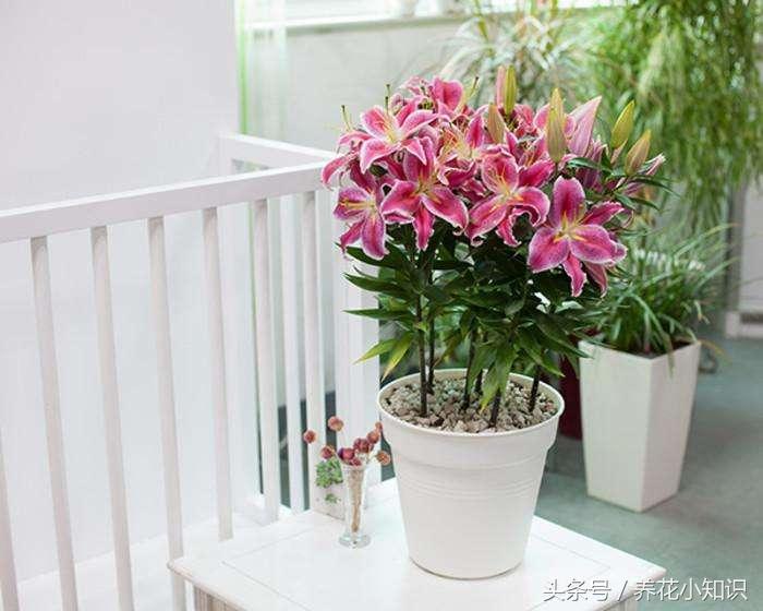 买的盆栽养不活有猫腻吗,刚从花店买回来的盆栽要换土