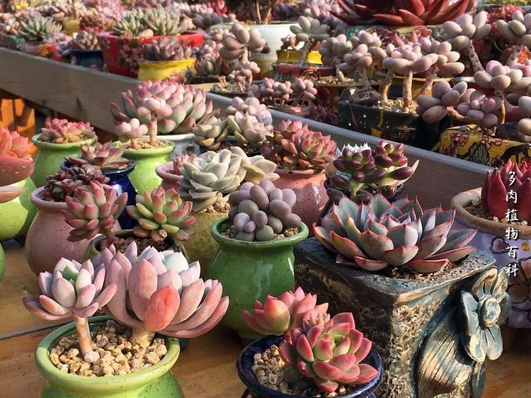 视觉盛宴美不胜收美图,视觉盛宴每个画面都美极了