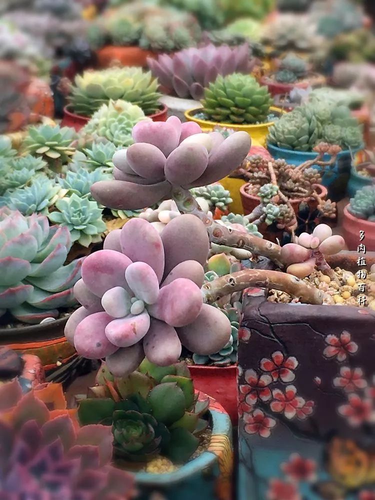 视觉盛宴美不胜收美图,视觉盛宴每个画面都美极了