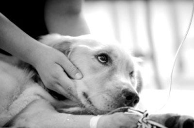 幼犬常见疾病有哪些,幼犬常见四大致命死因