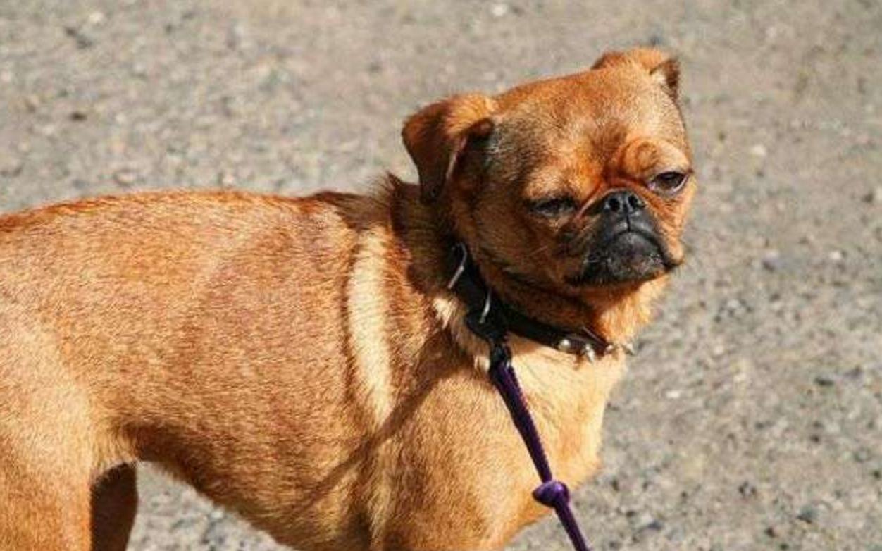 这几只混血狗狗哪只惊艳了你,超级好养的稀有宠物狗