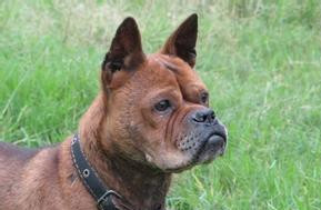 川东猎犬怎样才是正宗的,川东猎犬容易得病吗