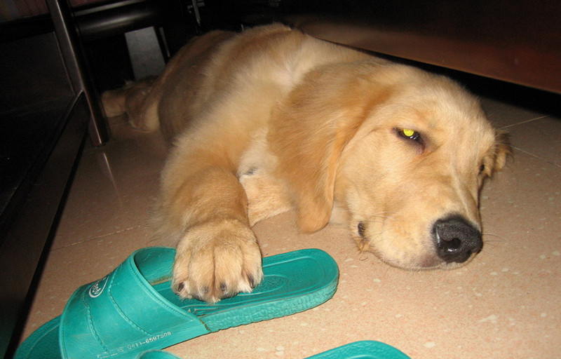 金毛犬犬类智商排名,犬类智商前二十排名