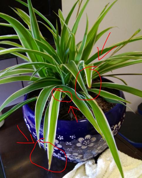 家里吊兰叶子发黄怎么办,家里的吊兰烂叶子怎么回事