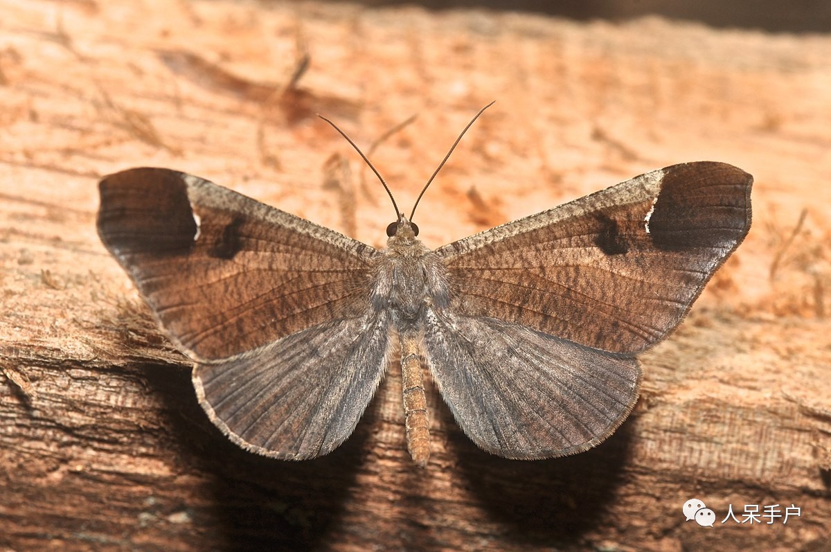 如何分辨蛾子的幼虫和蝴蝶的幼虫,蛾子和蝴蝶哪个身体纤细体毛少