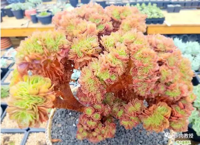 韩国大棚多肉视频,韩国原装进口多肉大棚