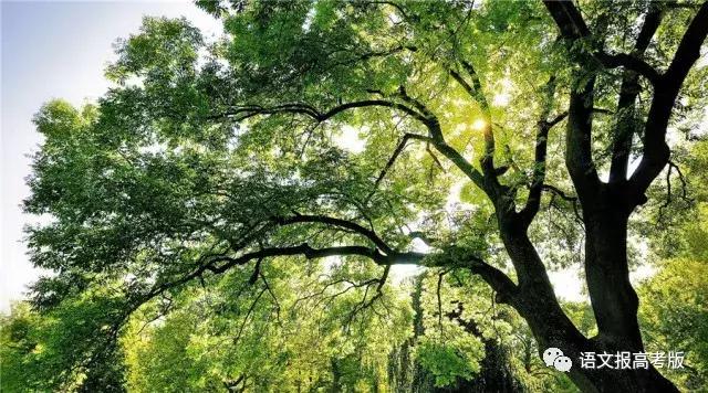 成语在句子中使用错误的类型,成语使用错误类型典例