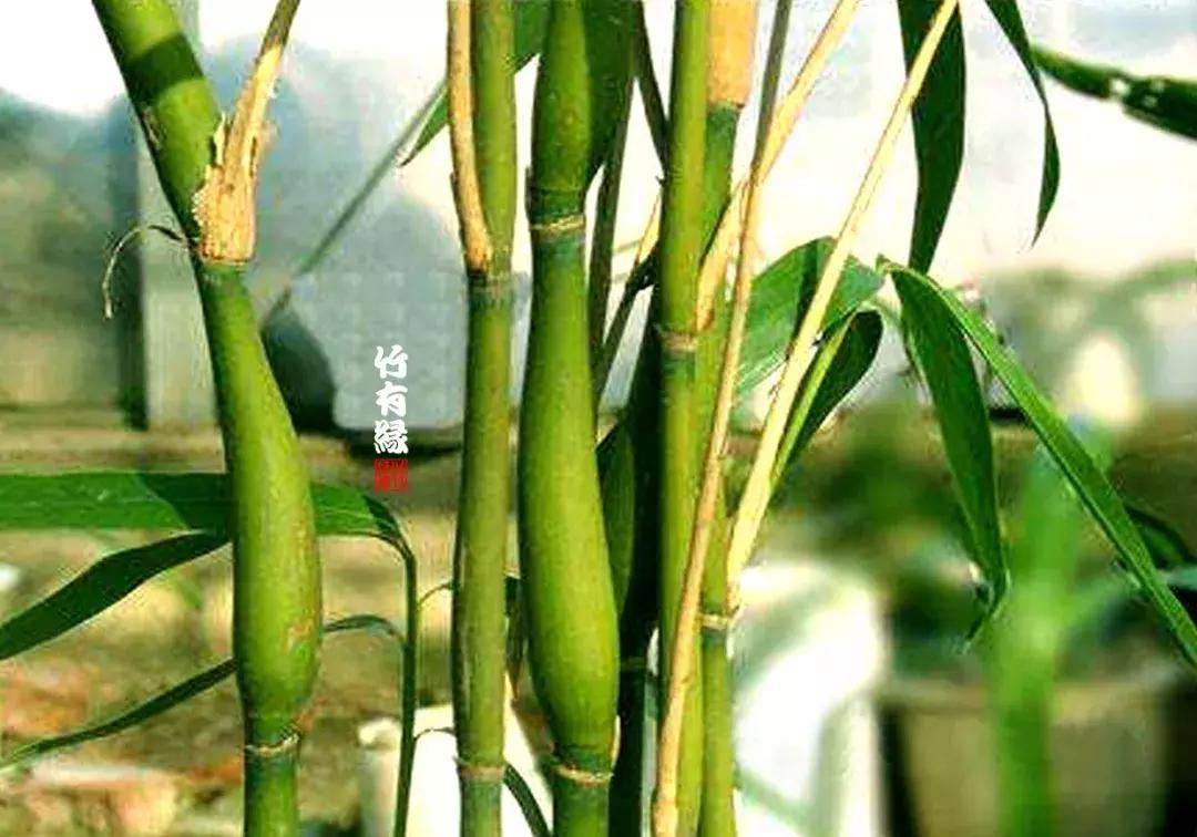 罗汉竹是怎么养的,罗汉竹怎么养好活