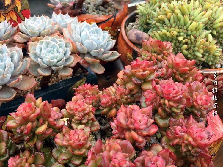 视觉盛宴美不胜收美图,视觉盛宴每个画面都美极了