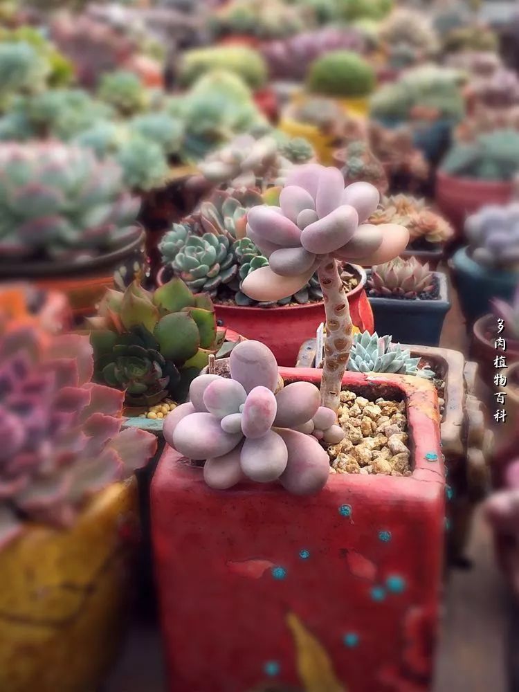 视觉盛宴美不胜收美图,视觉盛宴每个画面都美极了