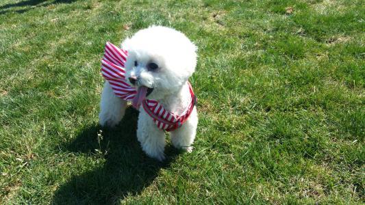 k9犬为什么体型这么大,比熊狗狗感冒了该怎么办